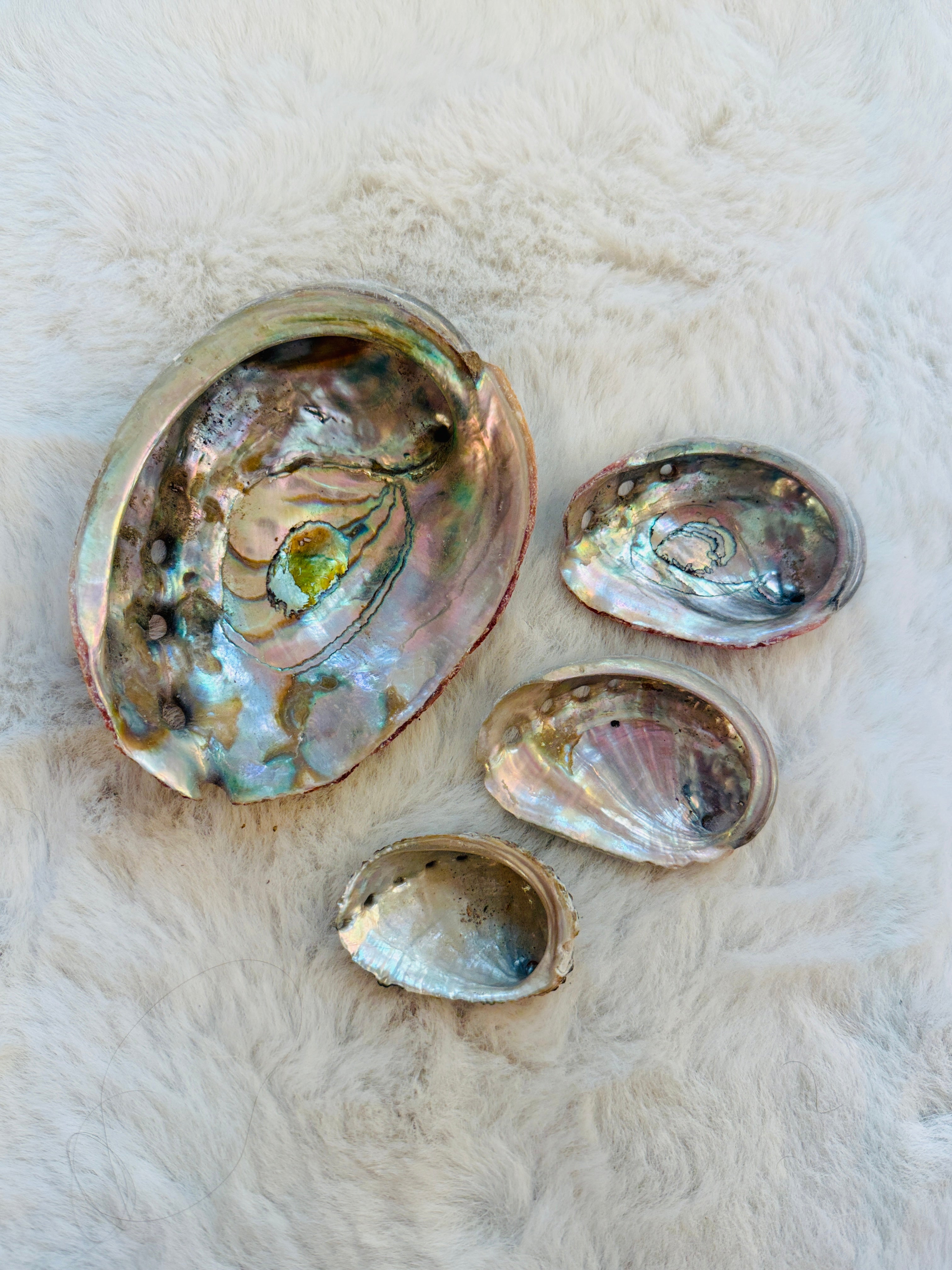Abalone Shells - Pack of 3 (1XL y 3XS)