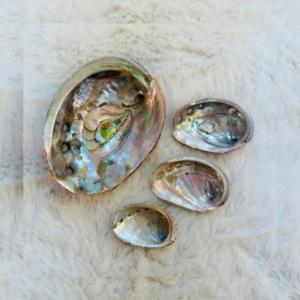 Abalone Shells - Pack of 4