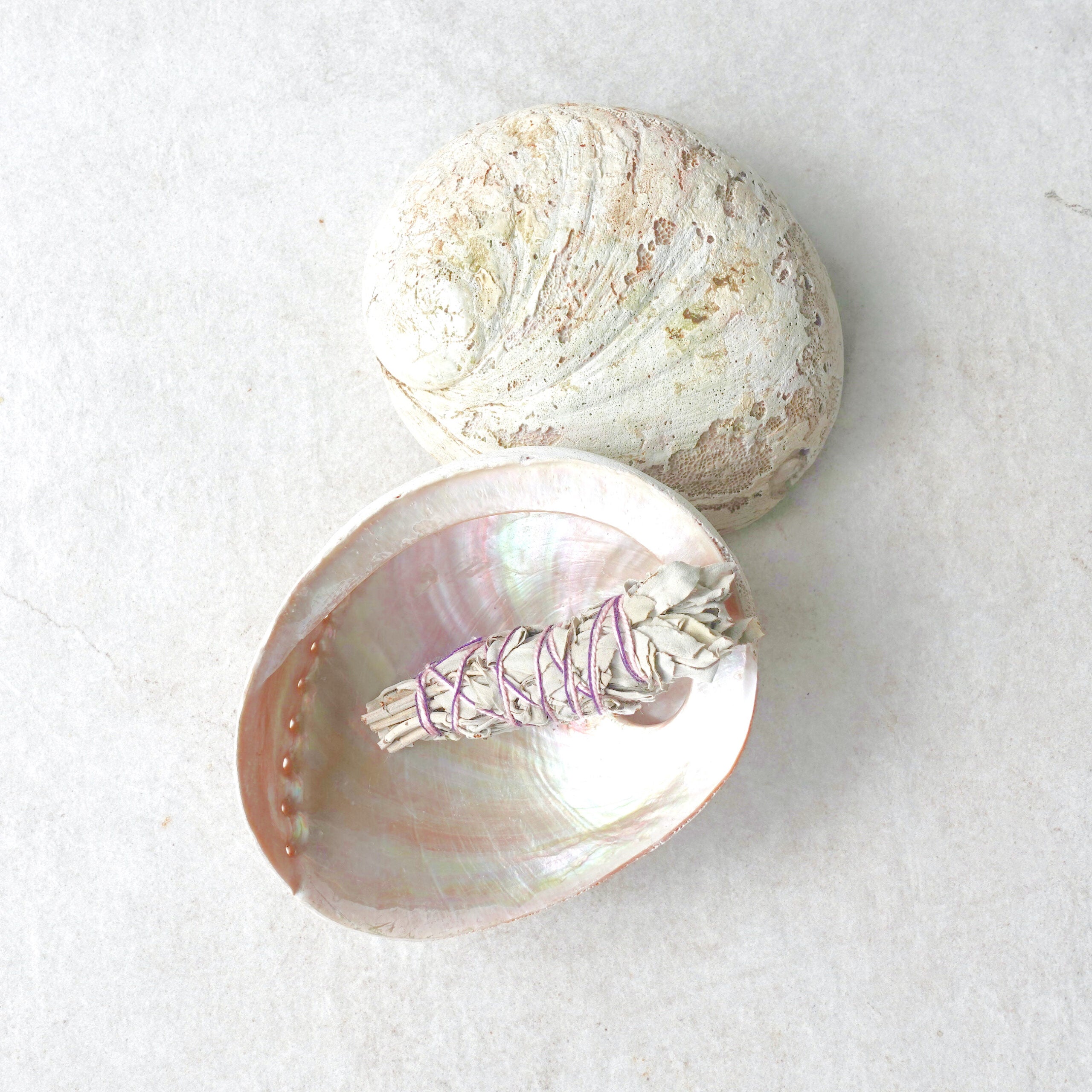 Pack Conchas Abalone