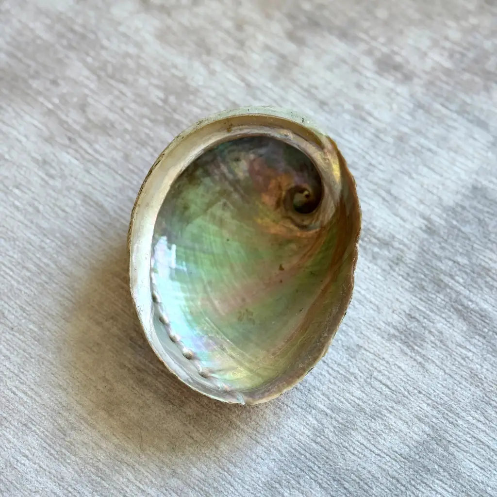 Concha Abalone XL