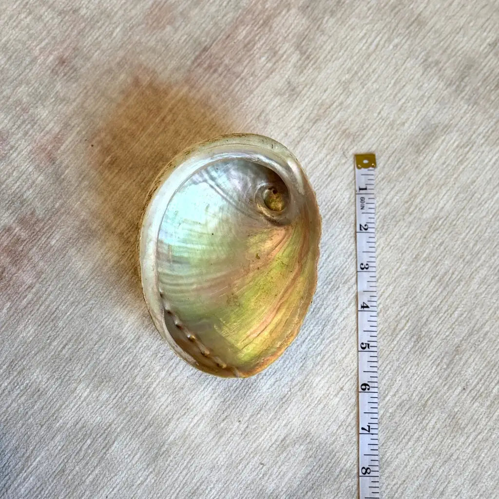 Concha Abalone XL